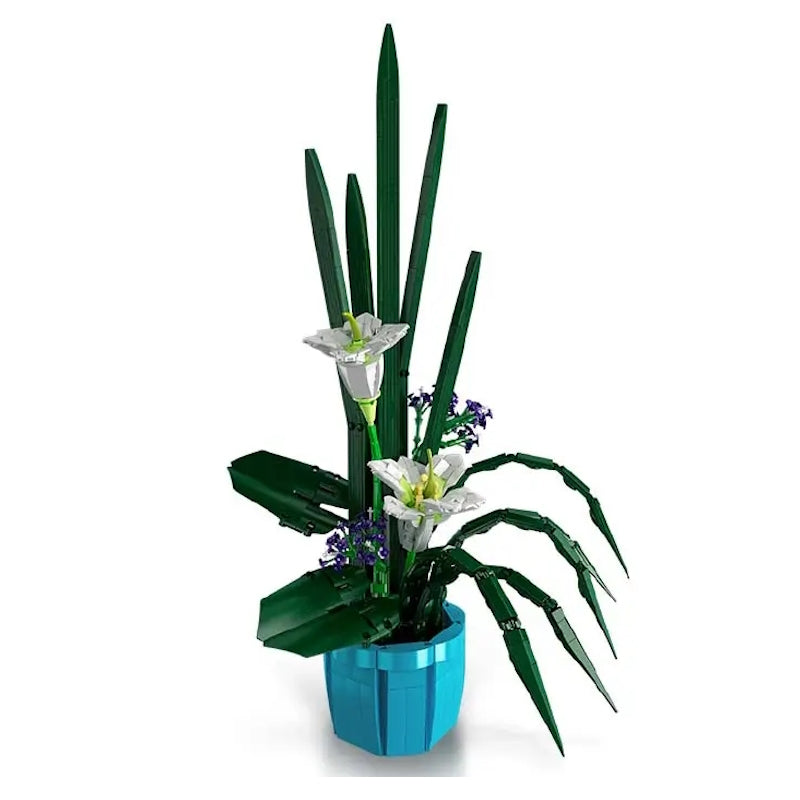 PRE-ORDER Fairy Lily